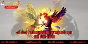 Đá Gà C1 - Trải Nghiệm Những Trận Đấu Kịch Tính Cùng Hay88