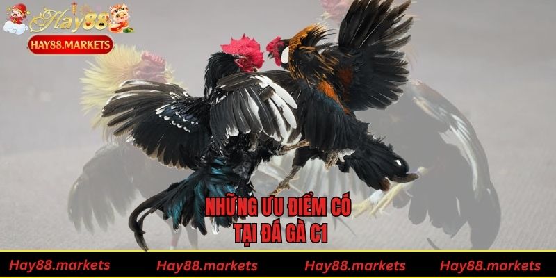 Những ưu điểm có tại đá gà C1