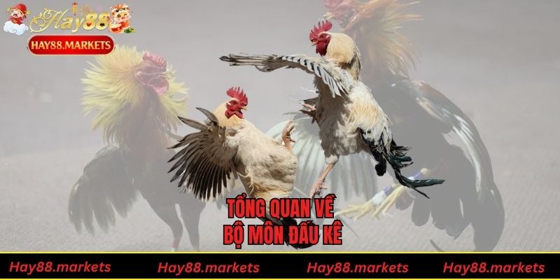 Tổng quan về bộ môn đấu kê